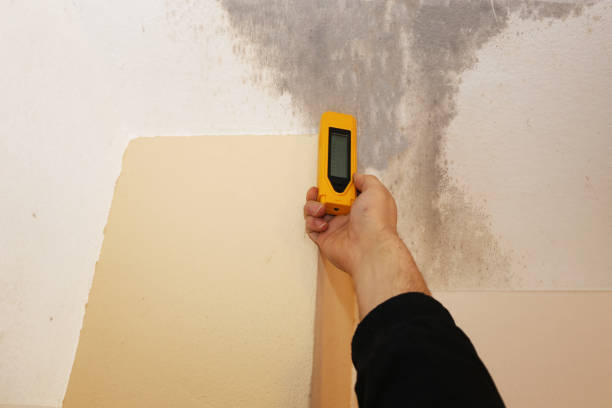Best Basement Mold Removal  in Atkins, IA