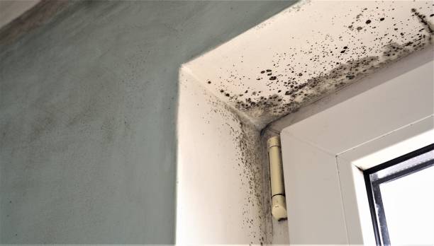 Best Water Damage & Mold Remediation  in Atkins, IA