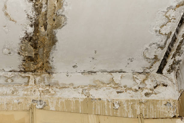 Best Air Quality Testing for Mold Spores  in Atkins, IA