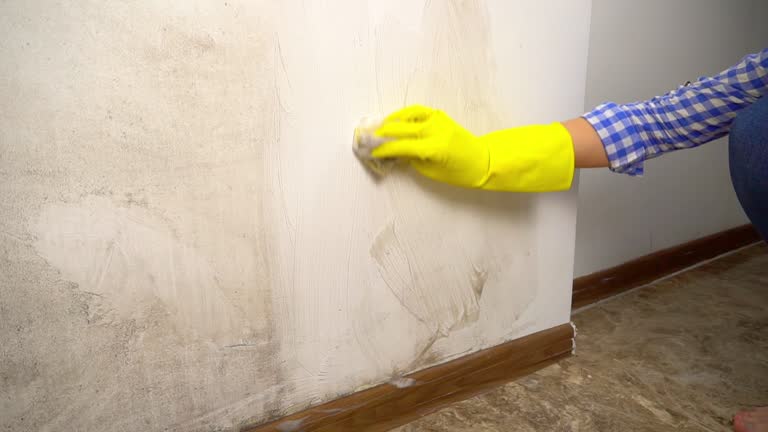 Best Mold Documentation for Insurance Claims  in Atkins, IA