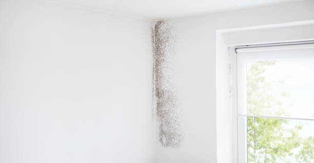 Best Comprehensive Air Testing for Mold Contaminants  in Atkins, IA