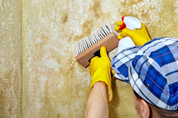 Best Black Mold Removal  in Atkins, IA