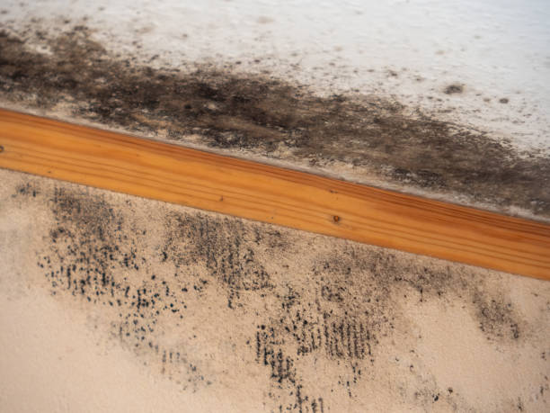 Professional Mold Removal in Atkins, IA
