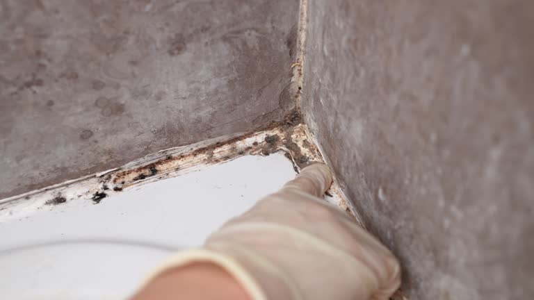 Best Mold-Related Health Consultation  in Atkins, IA